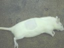 Rat in lateral recumbancy