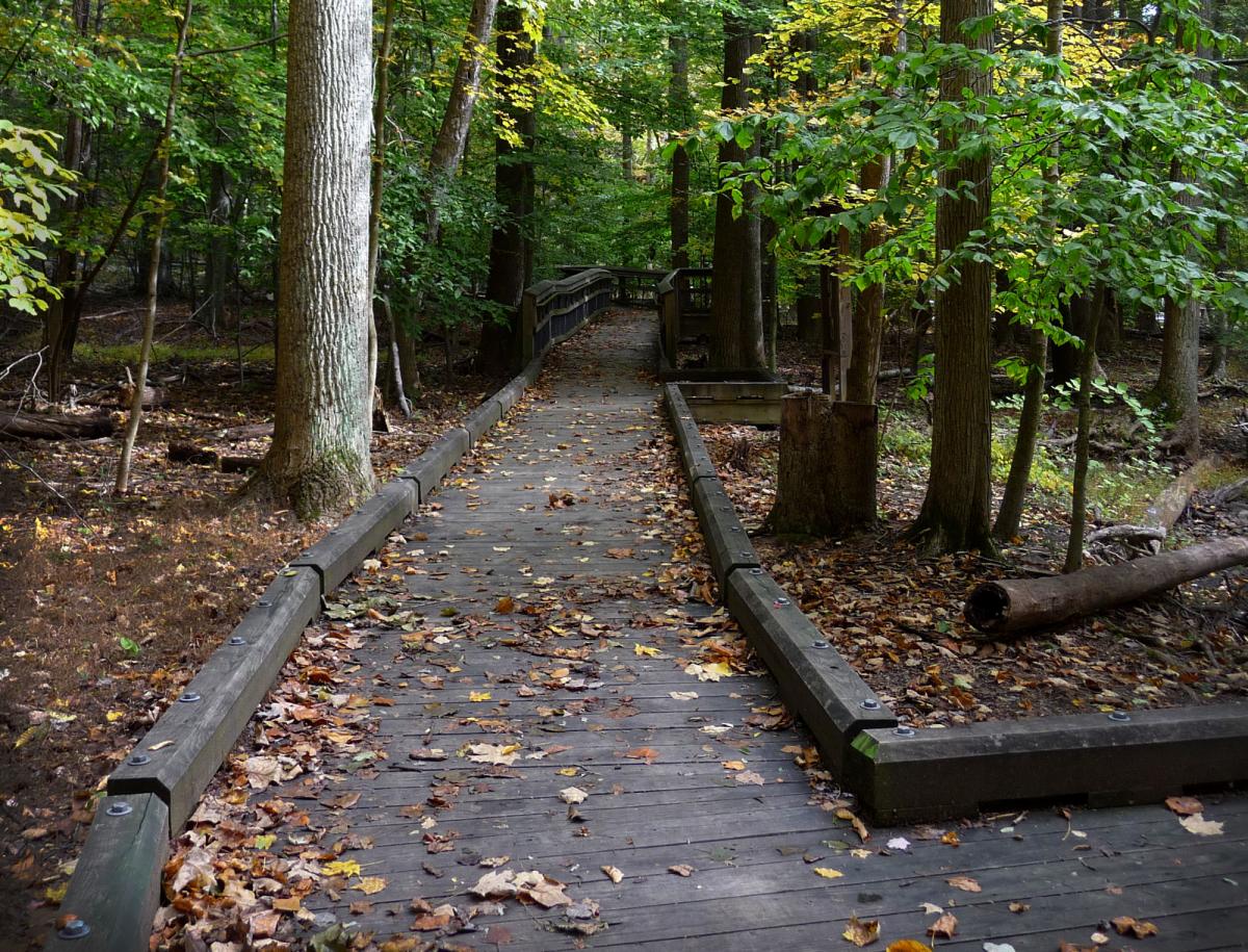 A trail in Catoctin Mountain Park.