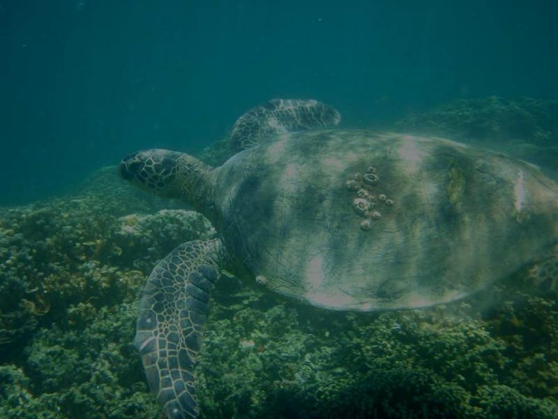 green sea turtle underwater.jpg